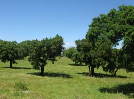 Finca Jaraiz de la vera